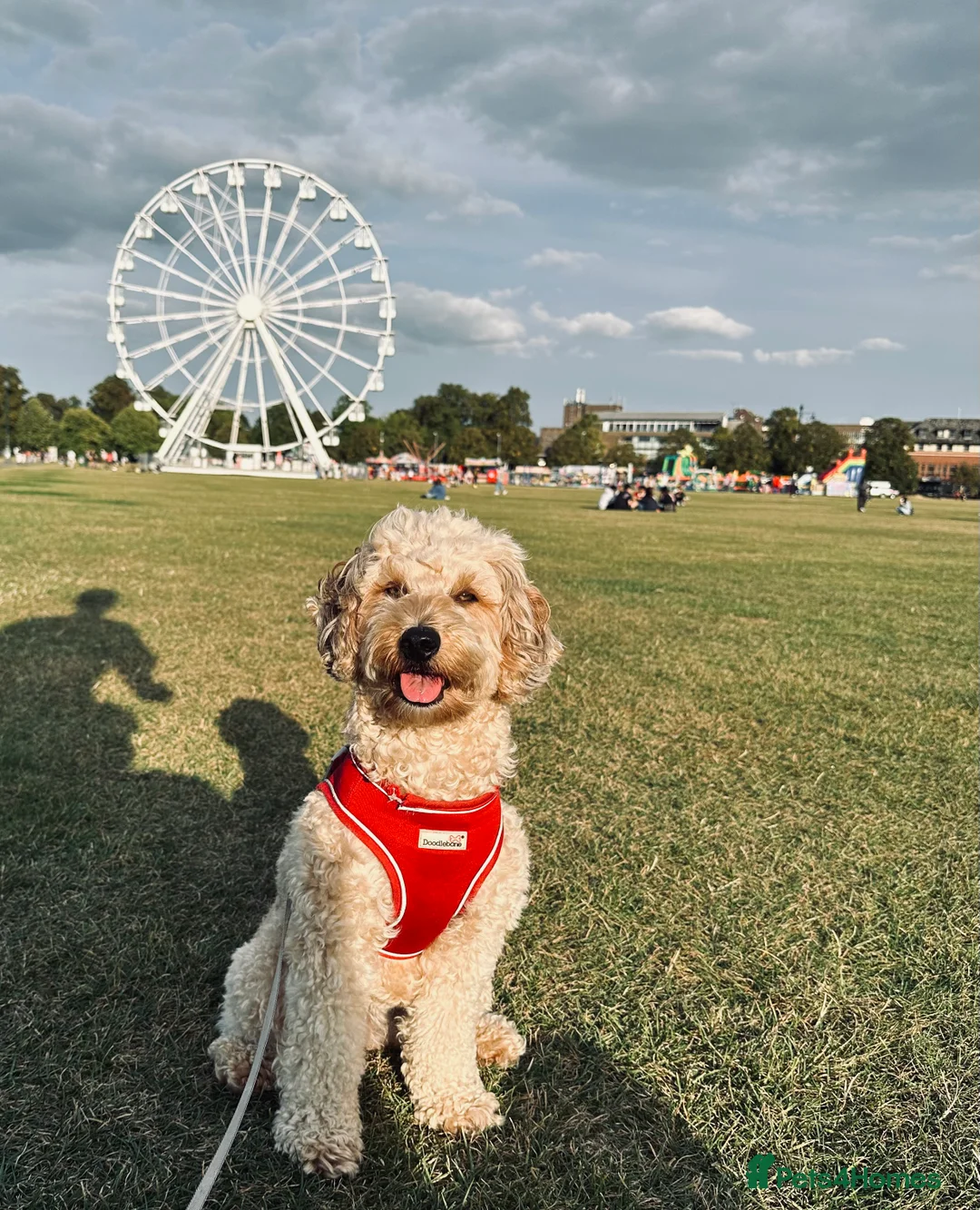 Mixed Breed dogs for sale: Tibetan Terrier Cross Puppies  - Advert 11