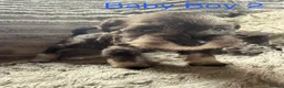 Miniature Schnauzer dogs for sale: Stunning Miniature Schnauzer Puppies - Advert 8
