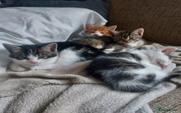 Mixed Breed cats for sale: Kittens - Image 2