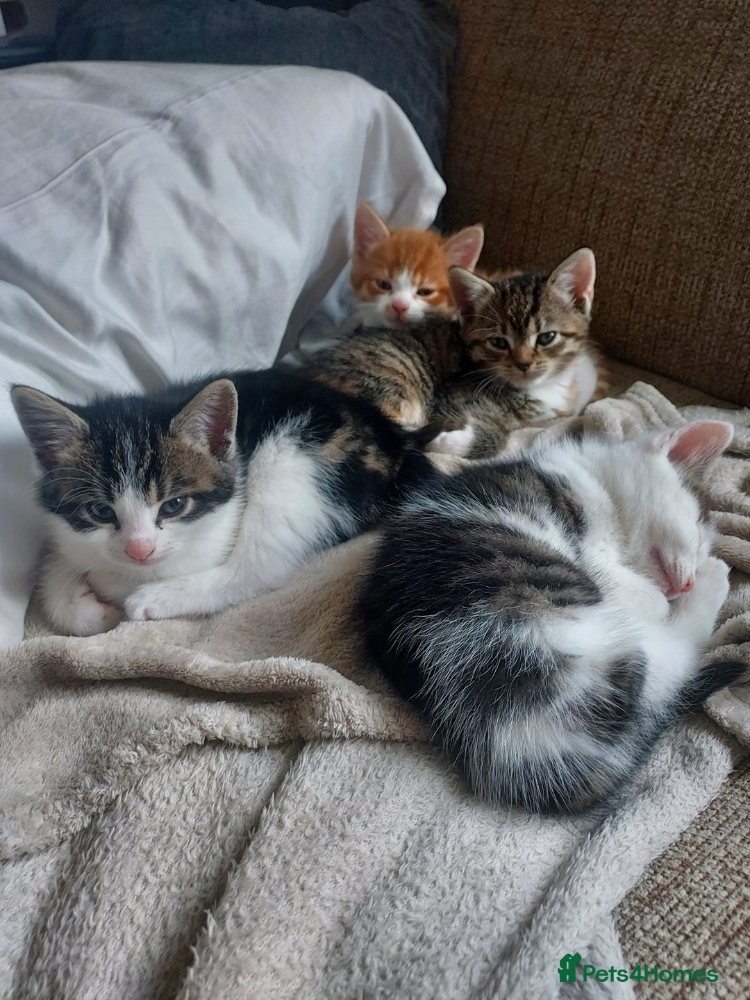 Mixed Breed cats for sale: Kittens - Image 2