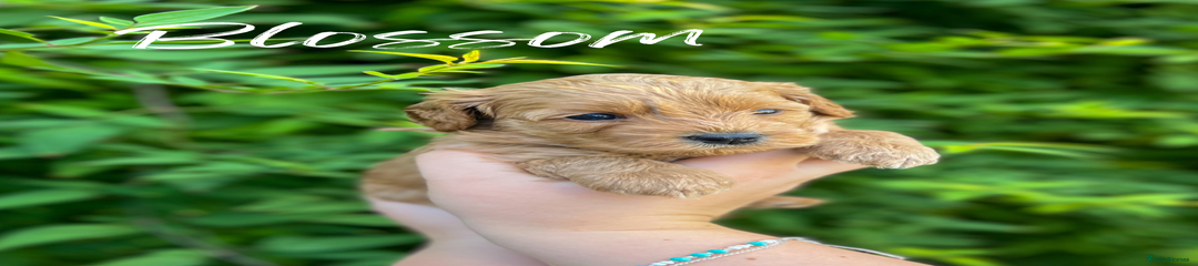 Cockapoo Puppy 4