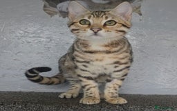 Bengal cats for sale: 1 beautiful bengal girl ready to leave now - Image 3