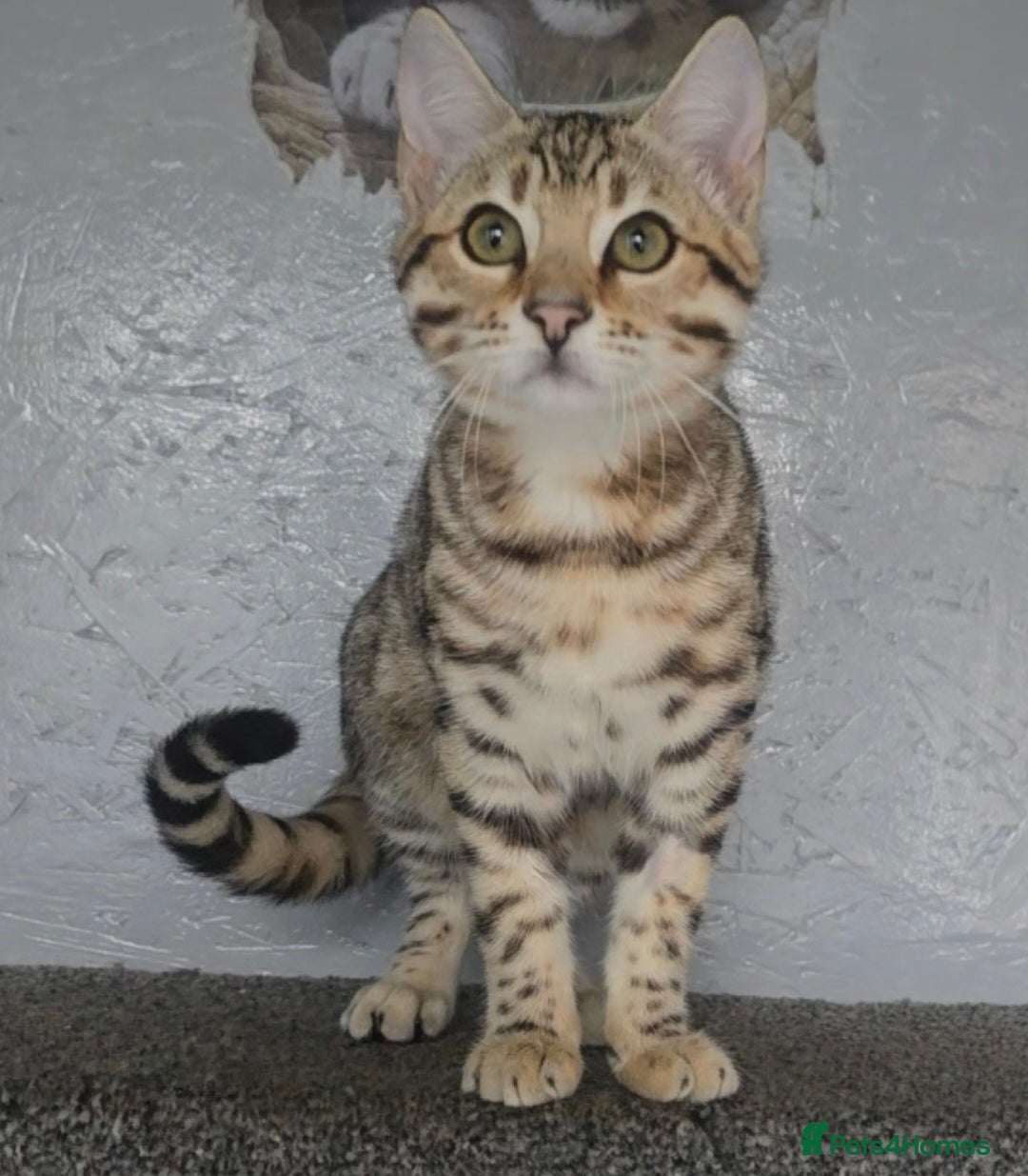 Bengal cats for sale: 1 beautiful bengal girl ready to leave now - Image 3
