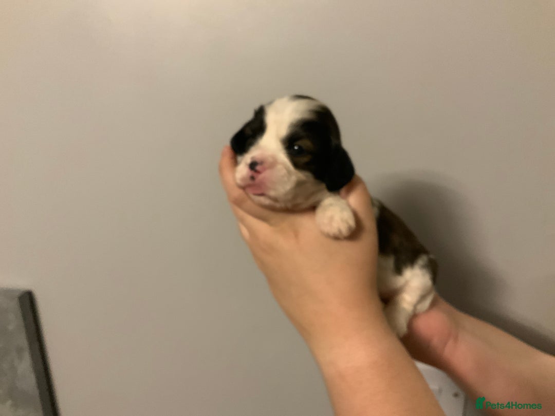 Cava Tzu dogs for sale: Gorgeous F1 Cava Ztu puppies - Image 13