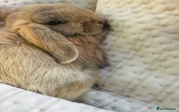 Mini Lop rabbits for sale: Beige Mini Lop Doe Bunny Rabbit - Beautiful  - Image 3