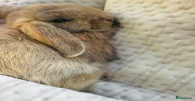 Mini Lop rabbits - Advert 3