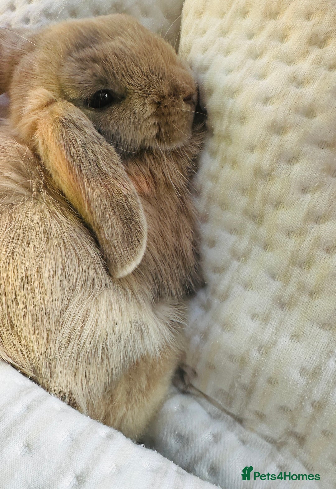 Mini Lop rabbits for sale: Beige Mini Lop Doe Bunny Rabbit - Beautiful  - Image 3