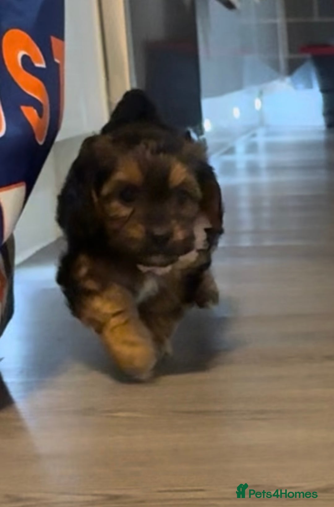 Mixed Breed dogs for sale: Shihtzu cross cocapoo (shihpoo) puppies  - Advert 14