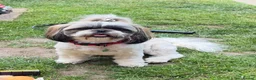 Malshi dogs for sale: Malshi Puppies Looking for Their Forever Homes 🐾 - Advert 2