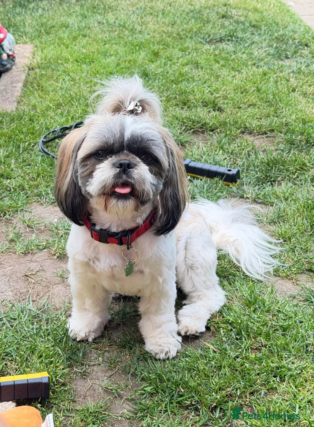 Malshi dogs for sale: Malshi Puppies Looking for Their Forever Homes 🐾 - Advert 2