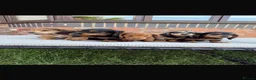 Dachshund dogs for sale: Miniature long haired dachshund puppies  - Advert 5