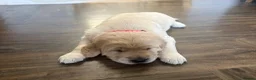 Golden Retriever dogs for sale: Golden Retiever puppies  - Advert 7