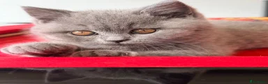 British Shorthair Kitten - White collar