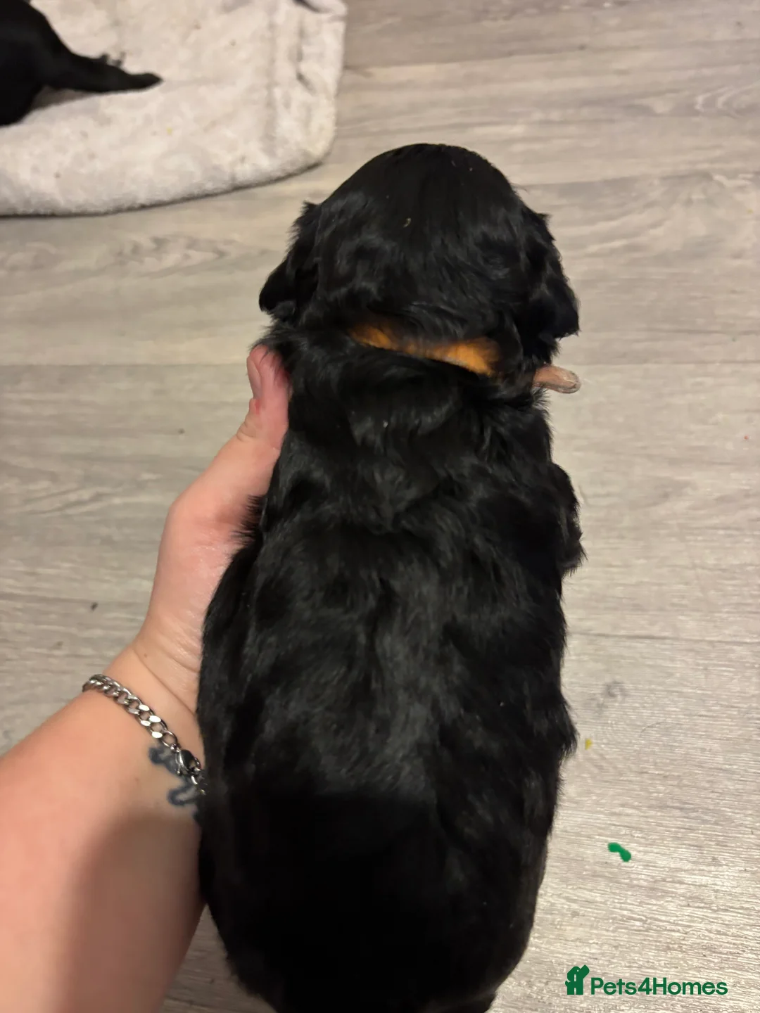 Mixed Breed dogs for sale: One girl puppie - Advert 9