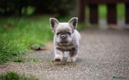 French Bulldog dogs for sale: French bulldog male - Advert 4