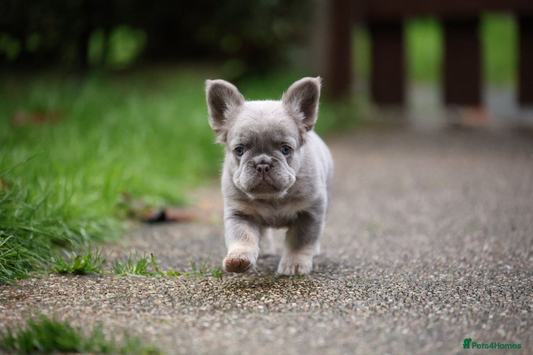French Bulldog dogs for sale: French bulldog male - Advert 4