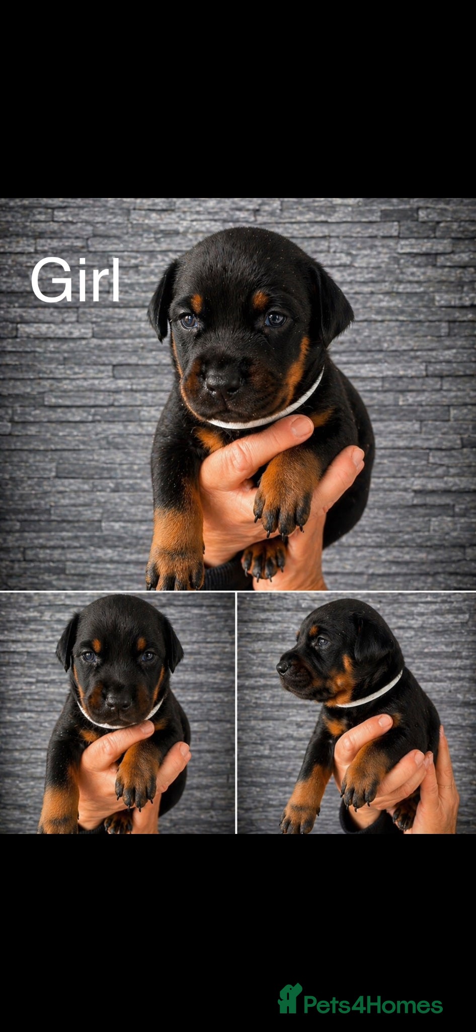 Dobermann dogs Doberman puppies - Advert 1