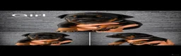 Dobermann dogs for sale: Doberman puppies - Advert 1