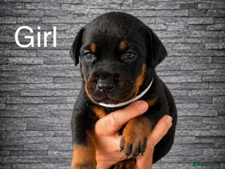 Dobermann dogs Doberman puppies - Advert 2