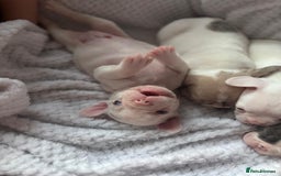 French Bulldog dogs for sale: French bulldog pups 3 females 2 males  - Image 14