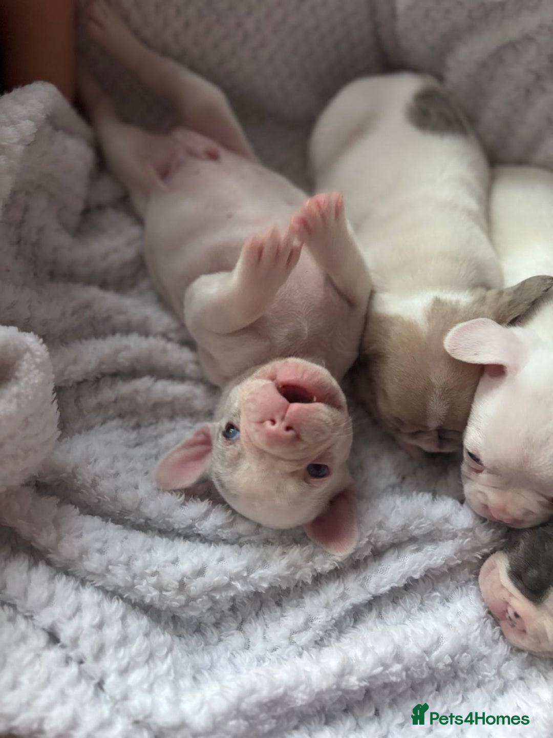 French Bulldog dogs for sale: French bulldog pups 3 females 2 males  - Image 14