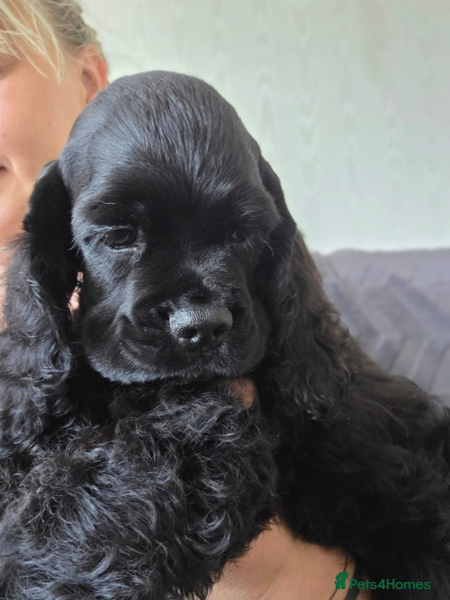 American Cocker Spaniel dogs American cocker spaniels puppies - Advert 3