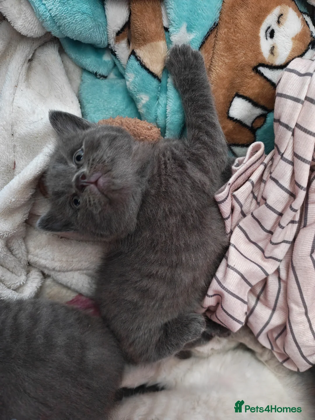 British Shorthair cats for sale: Beautiful British Short Hair kitten  - Advert 7