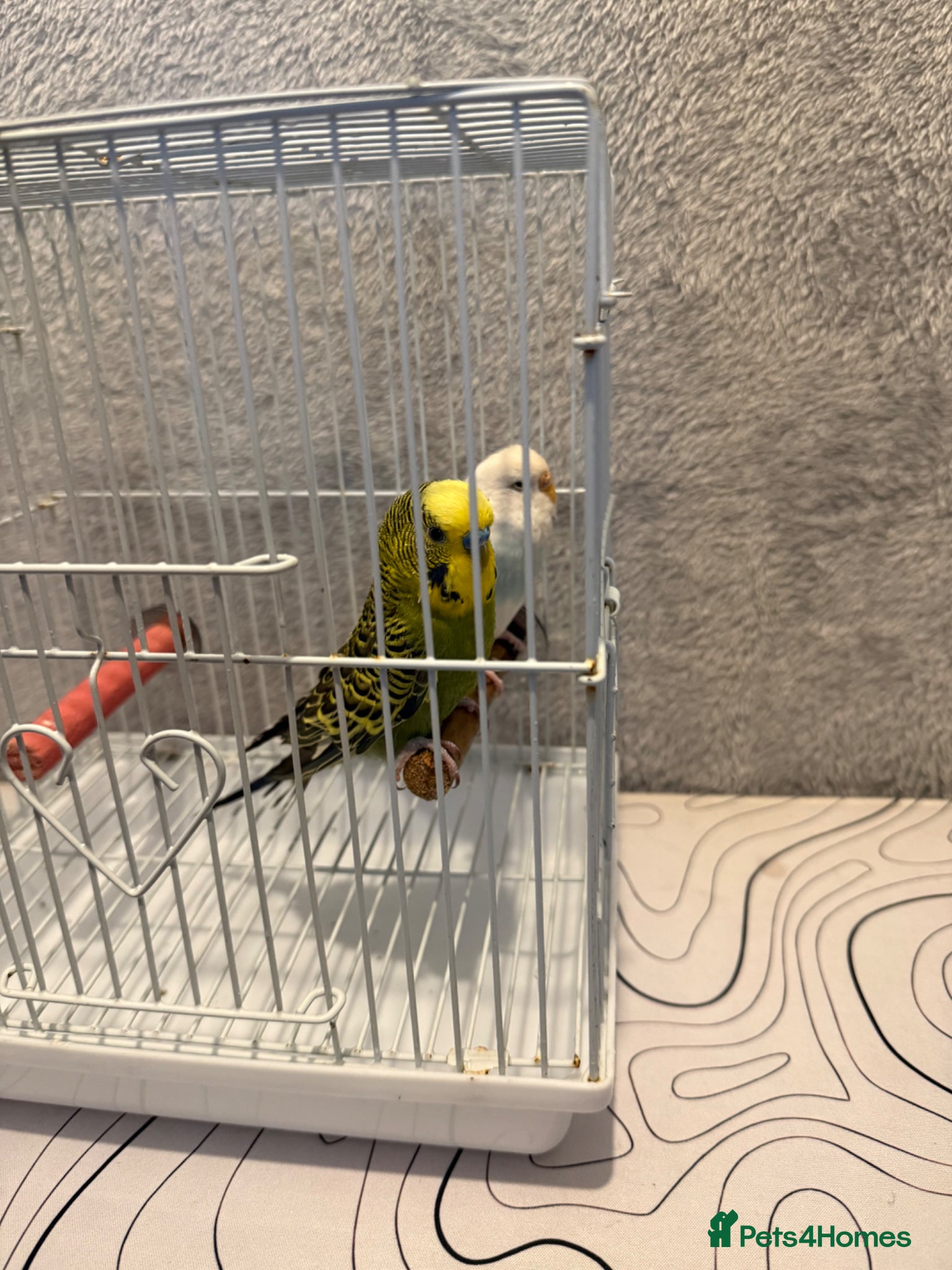 Budgerigars birds 2 pairs of budgies  - Advert 16