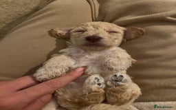 Mixed Breed dogs for sale: Cockapoochon Puppies.  - Image 15