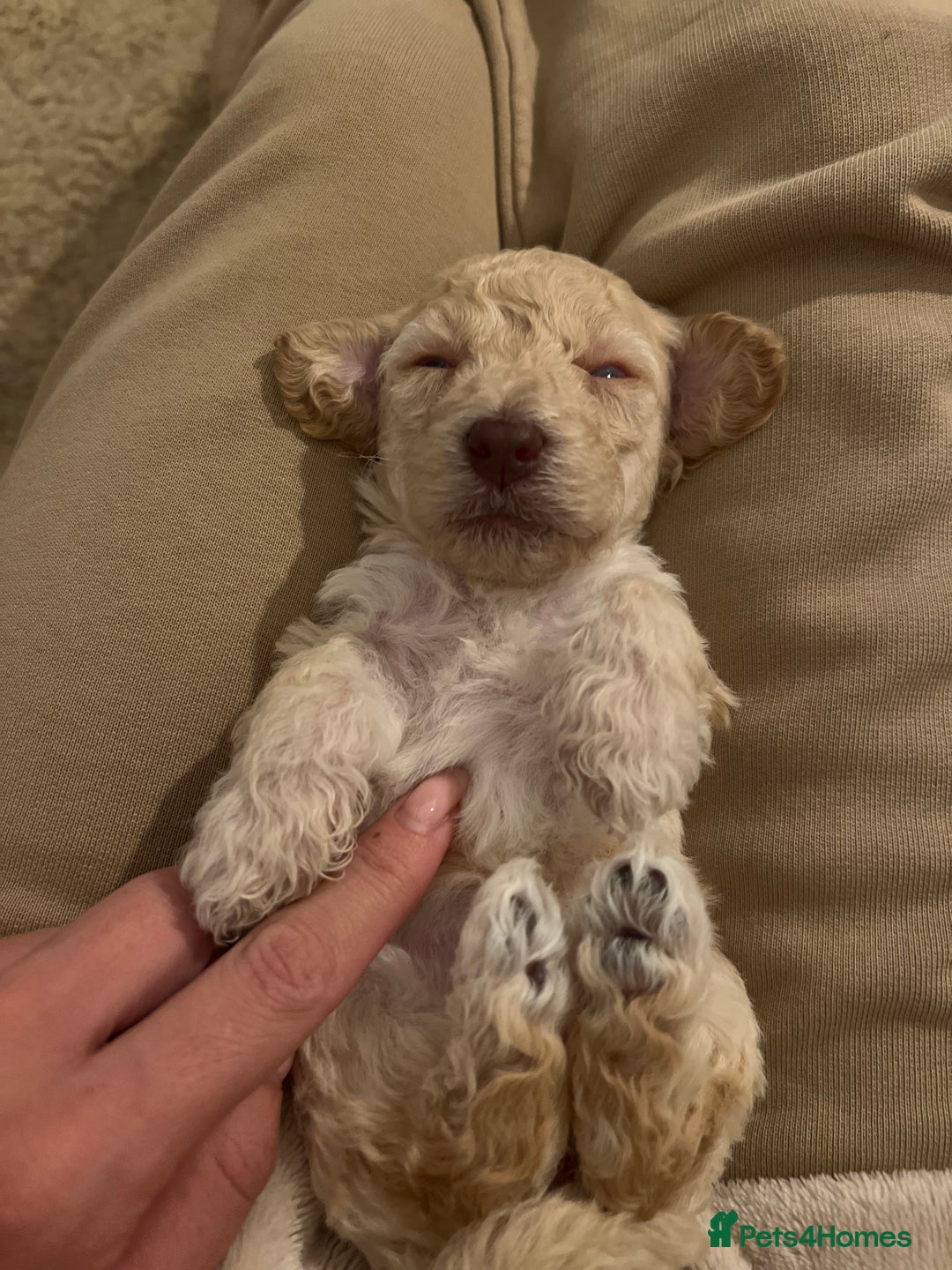 Mixed Breed dogs for sale: Cockapoochon Puppies.  - Image 15