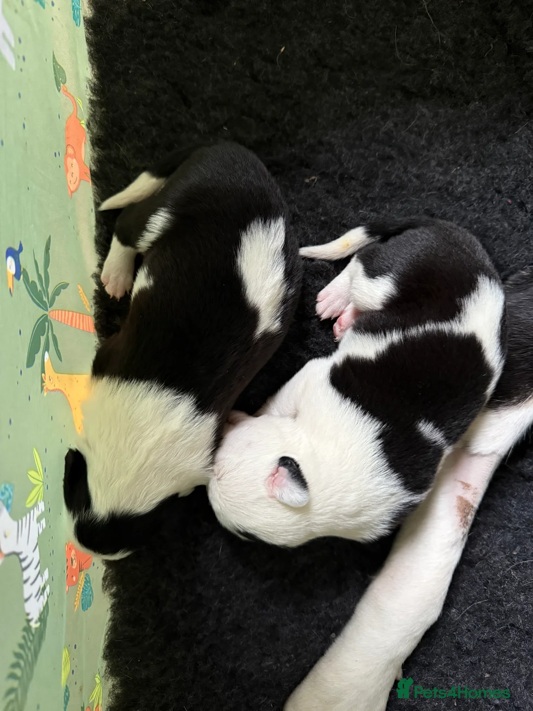 Border Collie dogs for sale: Border collie puppies seeking working/active homes - Advert 15