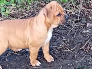 English Bulldog dogs Beautiful bulldog x rotty mastiff - Advert 1