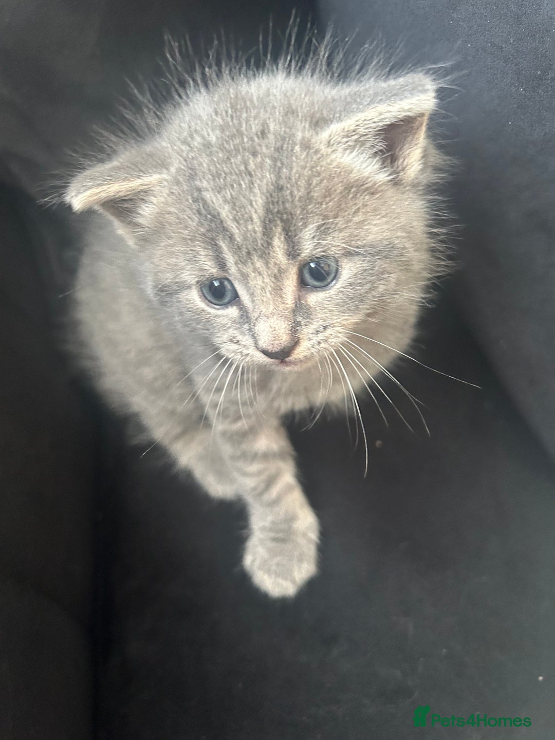 Nebelung cats for sale: Nebulung X grey kittens  - Image 4