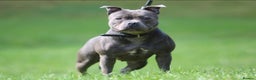 Staffordshire Bull Terrier dogs for sale: Adult Blue female - Advert 3