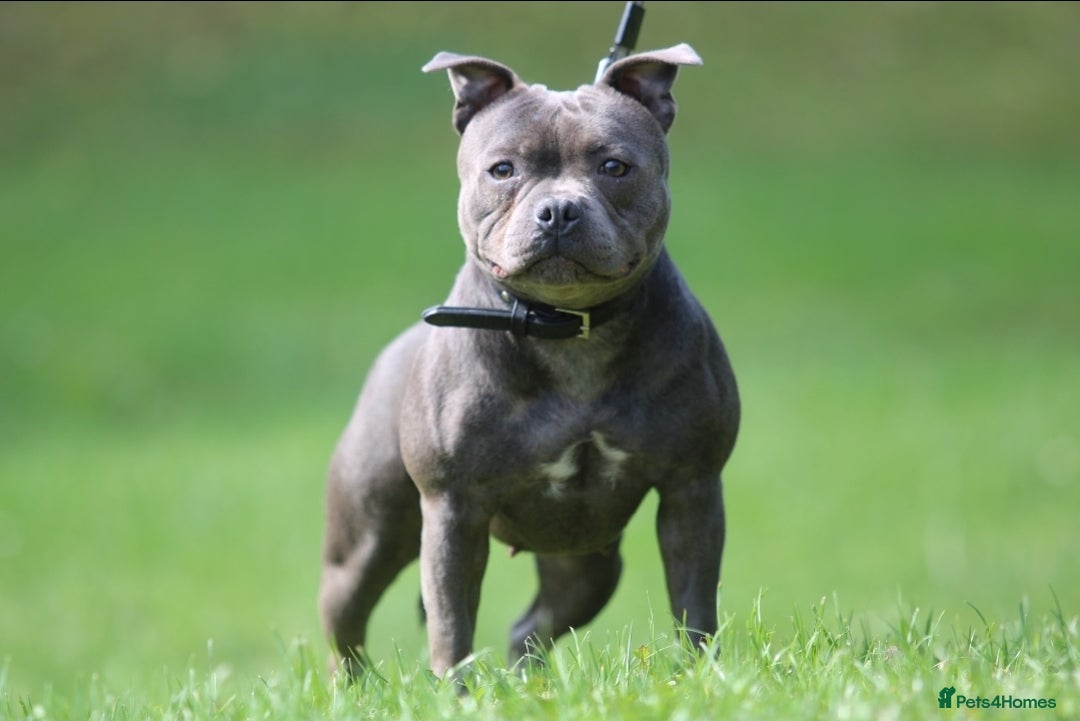 Staffordshire Bull Terrier dogs for sale: Adult Blue female - Advert 3