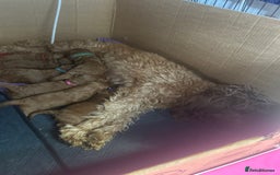 Cavapoo dogs for sale: 7 gorgeous F1b Cavapoo Puppies (4 girls & 3 boys)  - Image 31