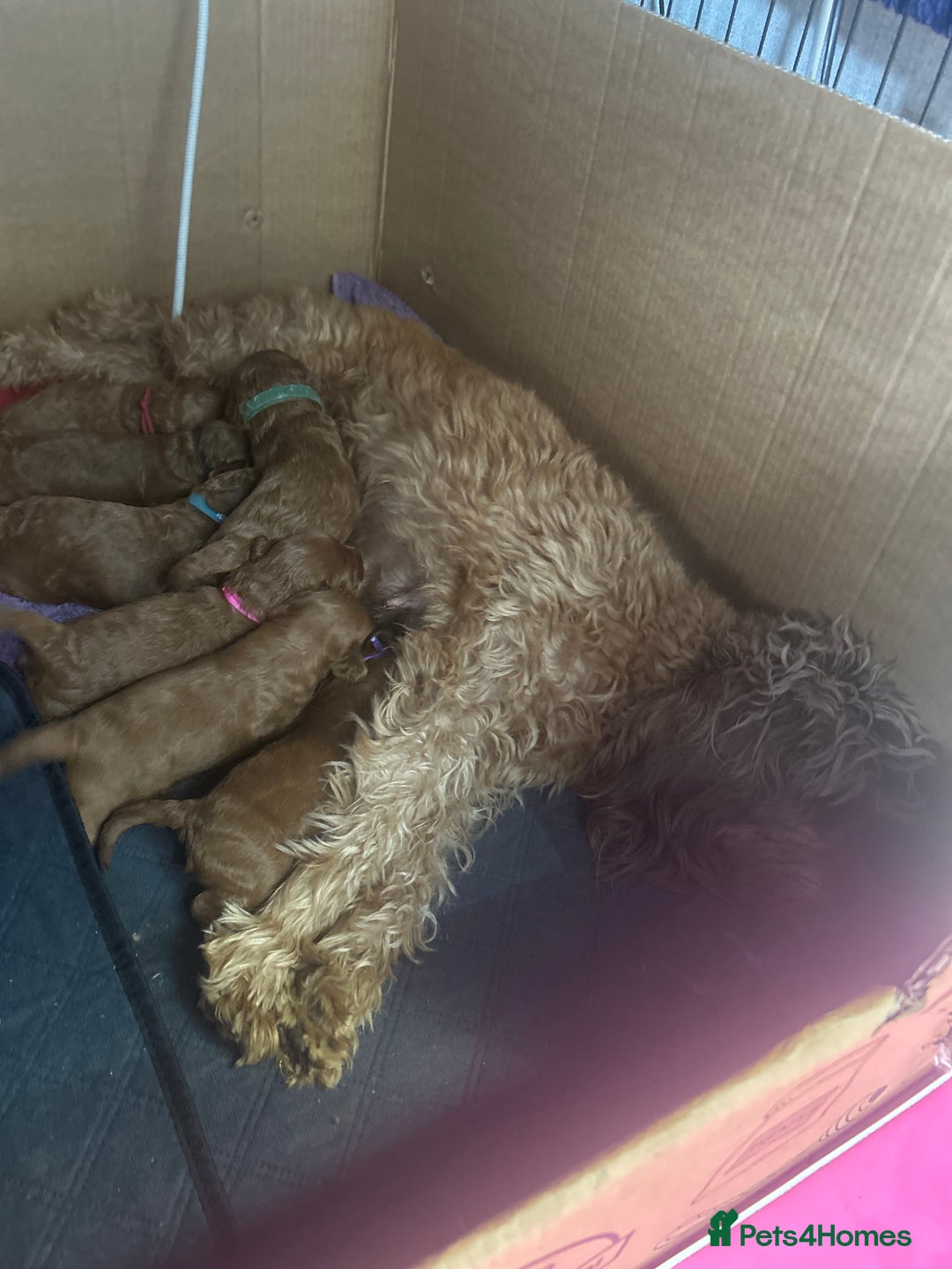 Cavapoo dogs for sale: 7 gorgeous F1b Cavapoo Puppies (4 girls & 3 boys)  - Image 31