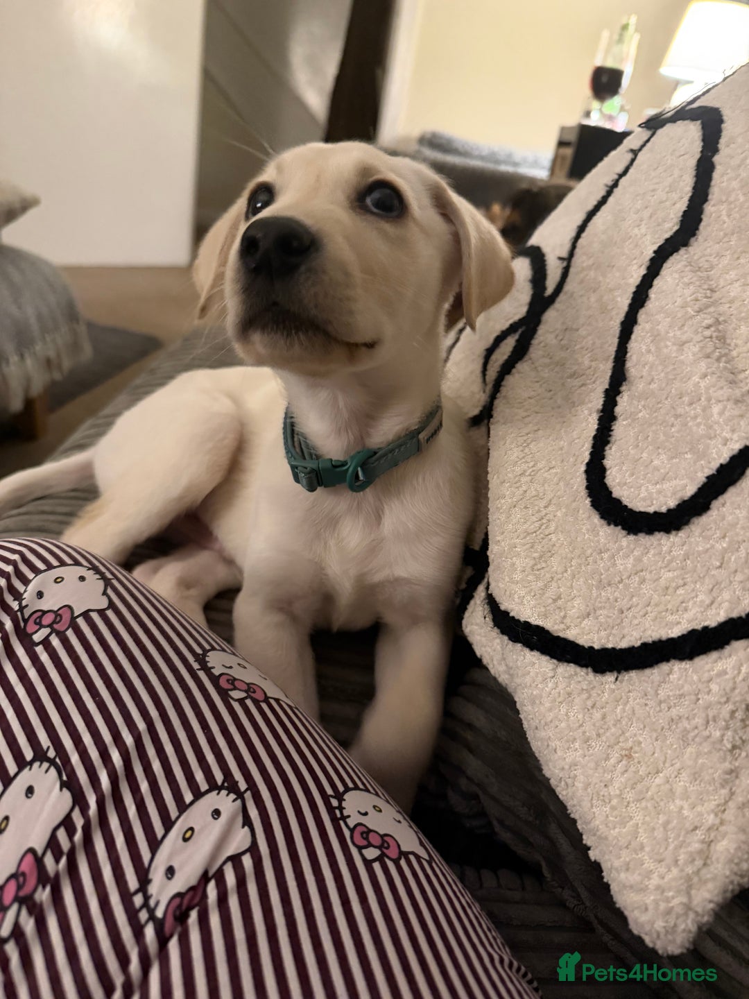 Labrador Retriever dogs for sale: Labrador puppy  - Advert 5