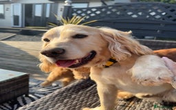 Cocker Spaniel dogs for sale: Stunning cocker spaniel puppy’s  - Image 3