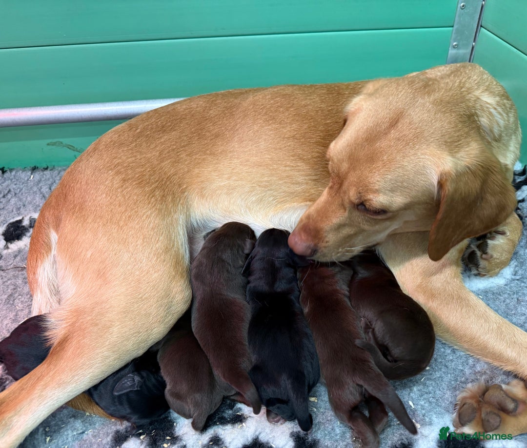 Labrador Retriever dogs for sale: KC registered chocolate Labrador  - Advert 4