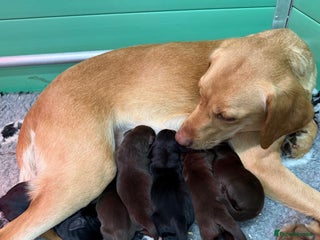 Labrador Retriever dogs - Advert 6