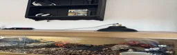 Python Snake reptiles for sale: beautiful female royal python  in Brighton - Advert 5