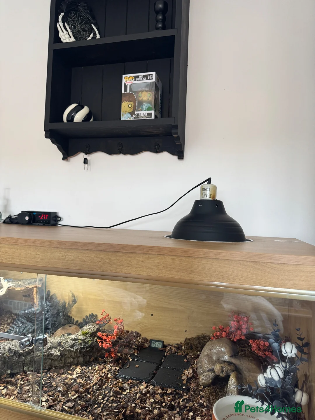 Python Snake reptiles for sale: beautiful female royal python  in Brighton - Advert 5