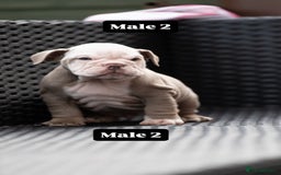 English Bulldog dogs for sale: English bulldog pups for sale  - Image 33