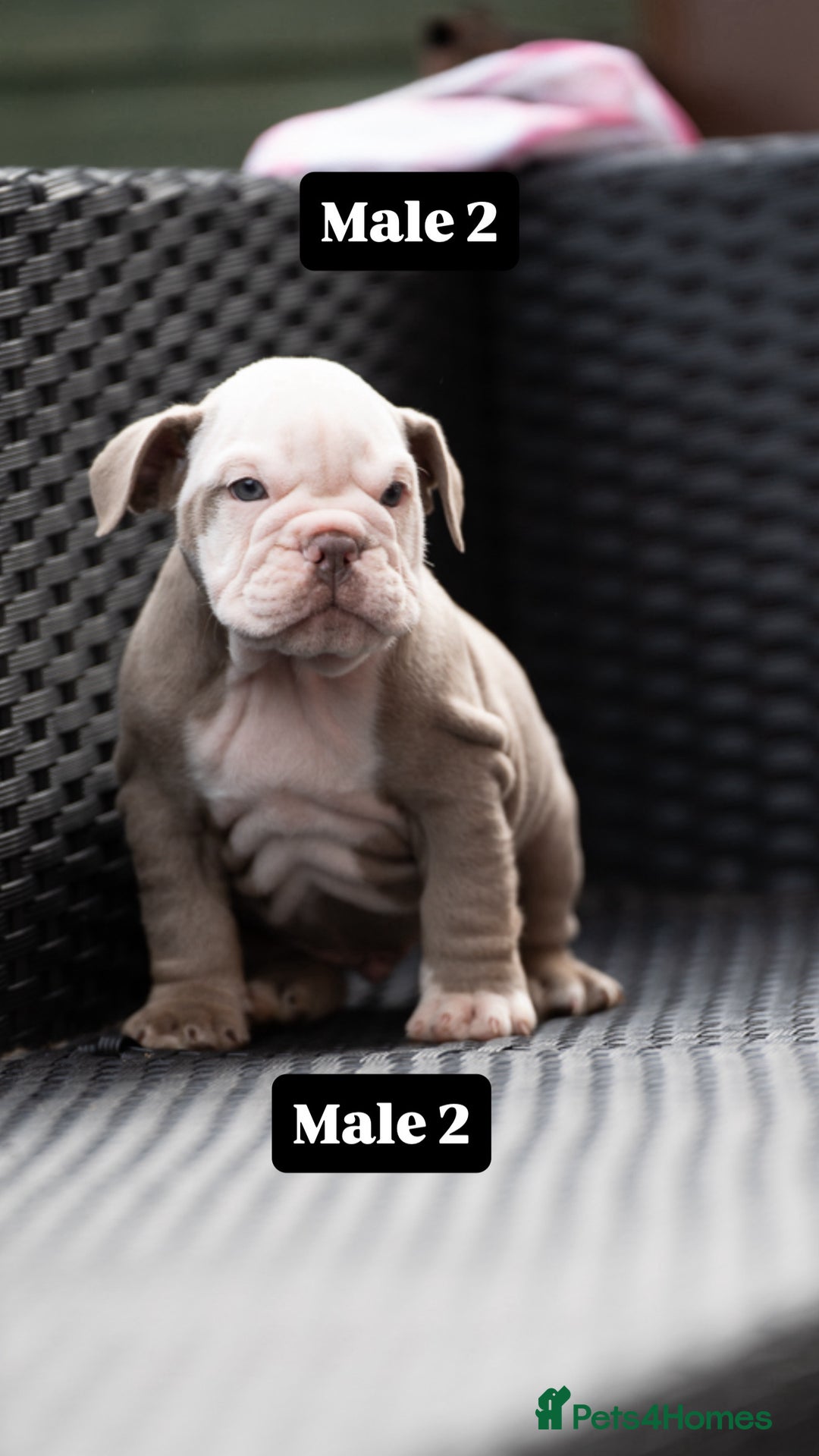 English Bulldog dogs for sale: English bulldog pups for sale  - Image 33