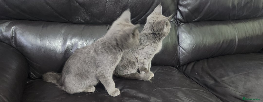 Russian Blue cats for sale: Pure Russian Blue kittens  - Image 6
