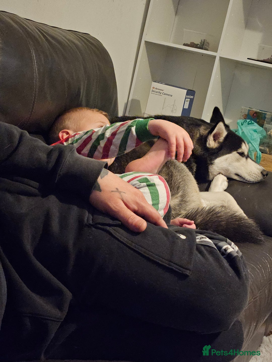 Siberian Husky dogs for sale: Siberian husky  - Advert 2