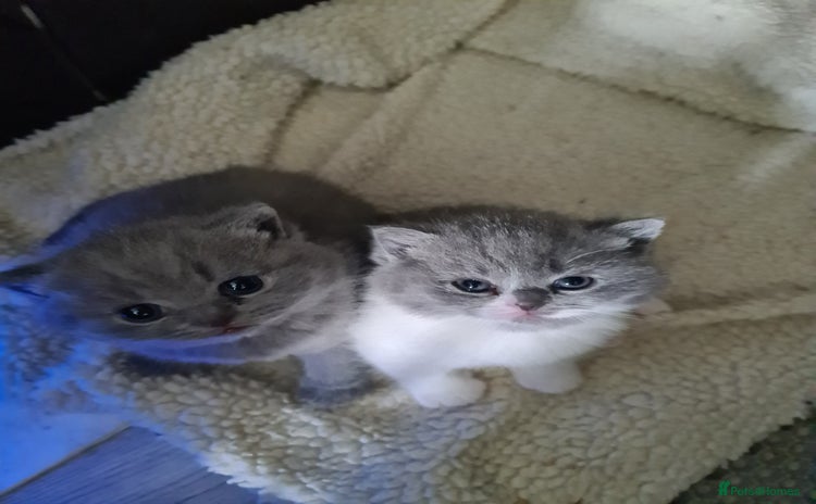 British Shorthair cats - Advert 11