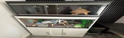 Python Snake reptiles for sale: Royal / ball python  in Grimsby - Advert 5