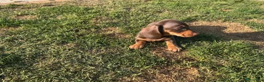 Miniature Dachshund 3